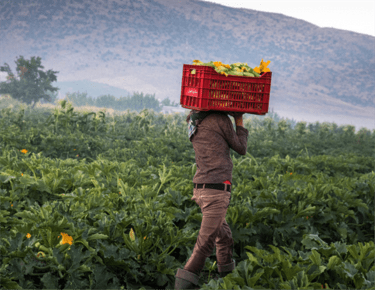 Lebanon’s Economic Crisis by Sector: Agriculture’s Roadmap to Resilience
