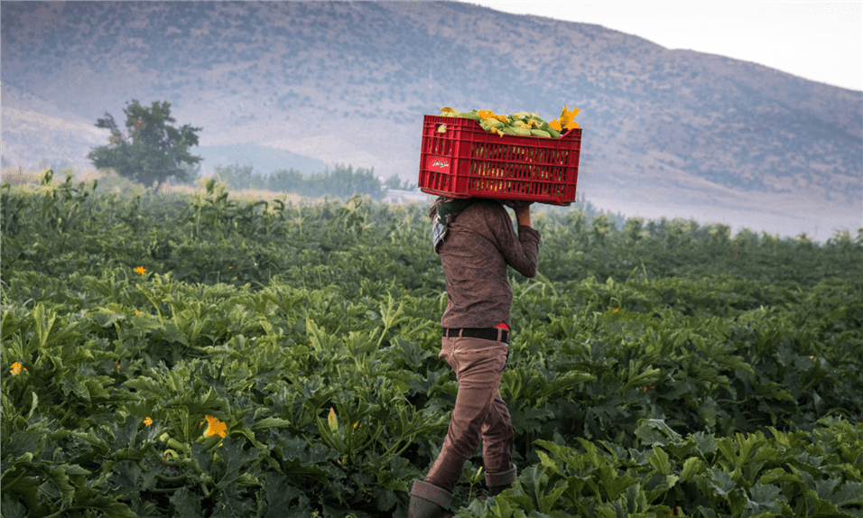 Lebanon’s Economic Crisis by Sector: Agriculture’s Roadmap to Resilience